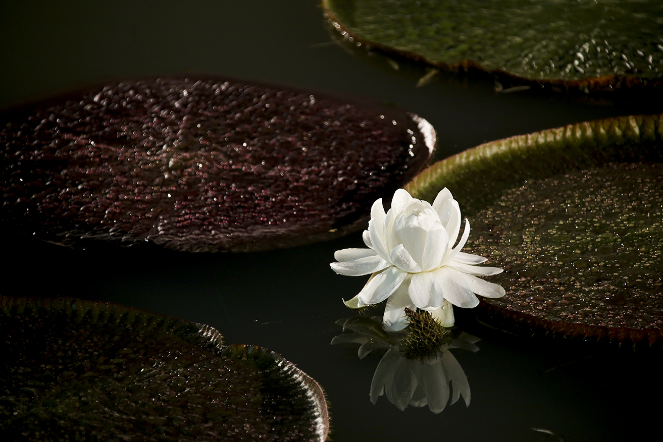 영남대 거울못에 형형색색 ‘빅토리아연꽃’ 활짝!